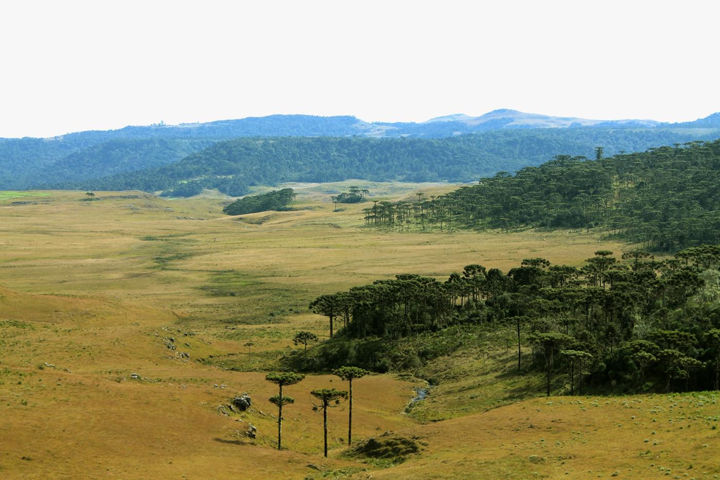 Paisagem da Serra Catarinense com neblina