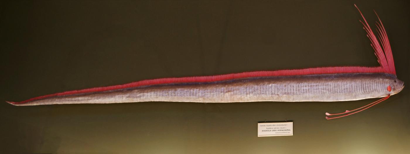 Regaleco exposto em museu