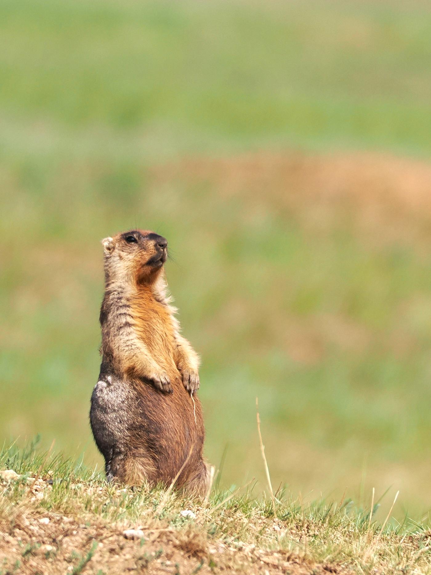 Marmota-tarbagan na Mongólia