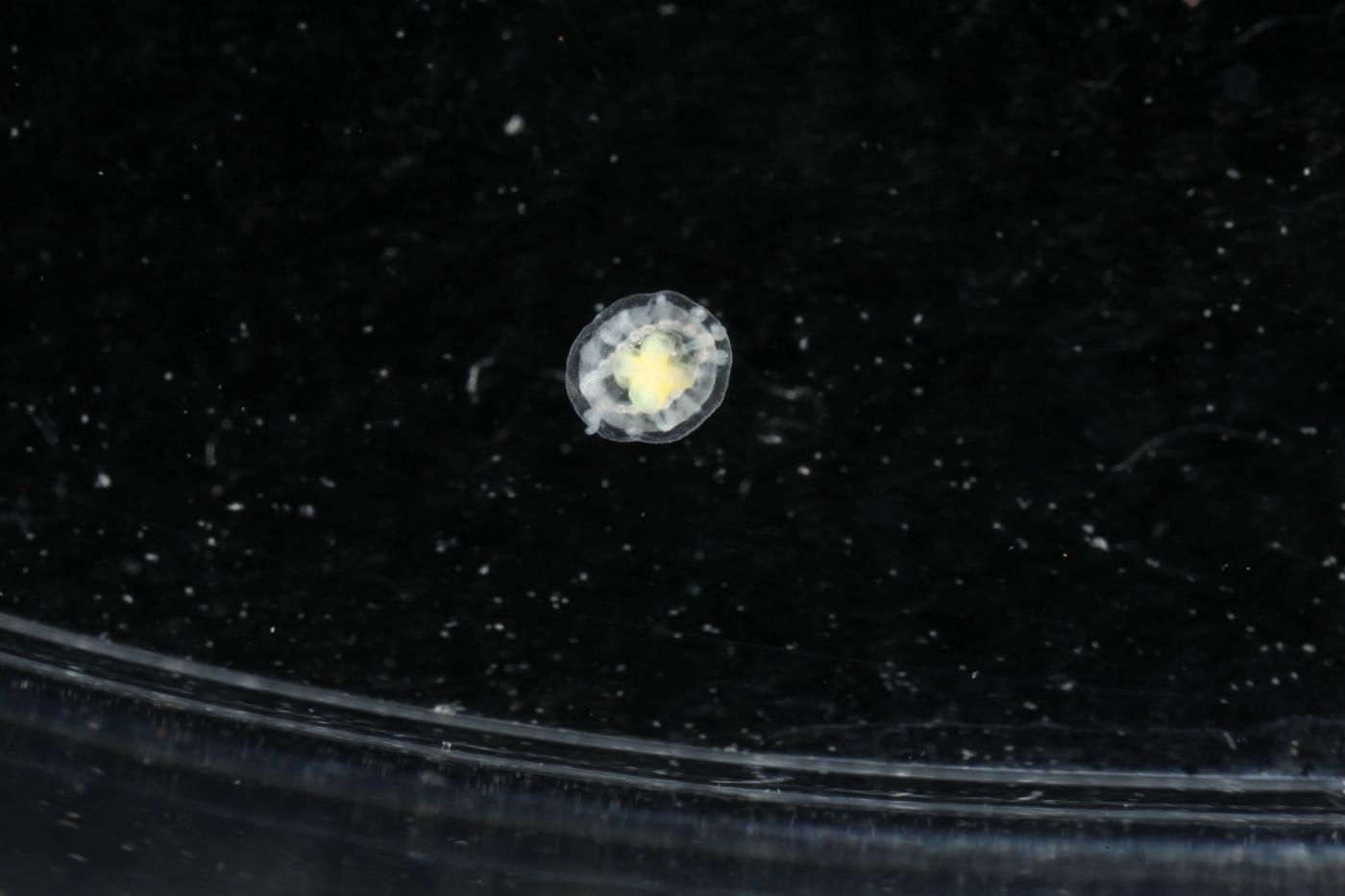 Água-viva Turritopsis dohrnii sobre fundo preto
