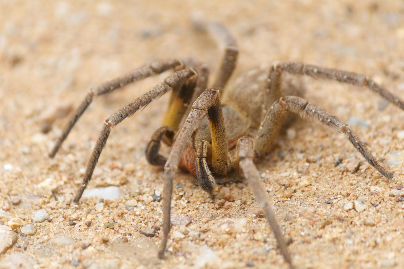 Armadeira vista em três quartos, erguendo as pernas da frente