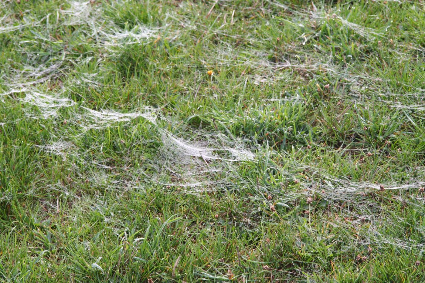 Campo de grama coberto de fios de seda de aranhas